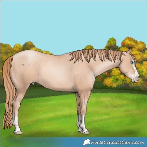 Horse Color:Gold Champagne Pearl Rabicano and Gold Champagne Pearl Splash Rabicano