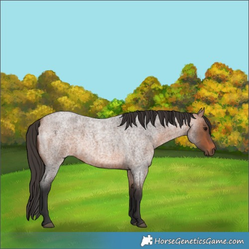 Horse Color:Bay Roan