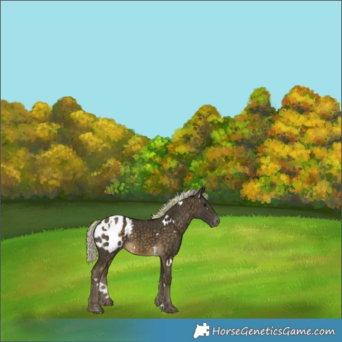 Horse Color:Painted White Spotted Silver Buckskin Blanket Rabicano