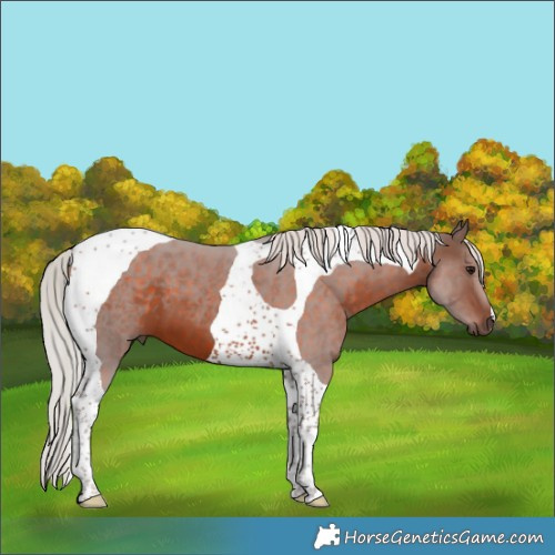 Horse Color:Silver Brown Tobiano 