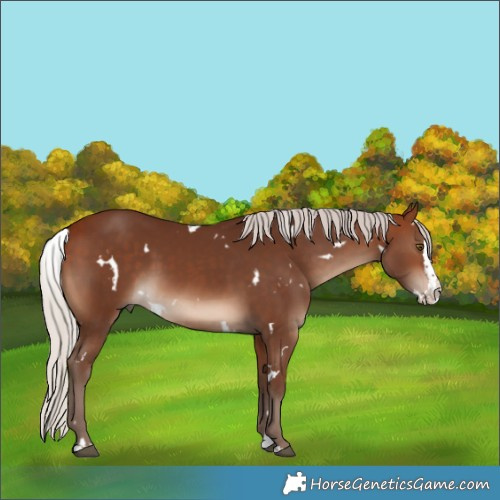 Horse Color:White Spotted Silver Bay Splash 