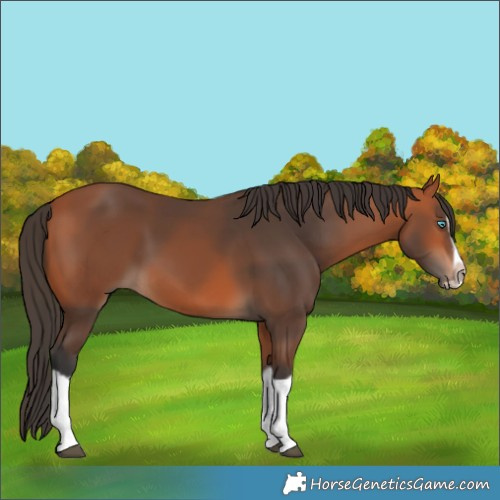 Horse Color:Bay Splash Frame 