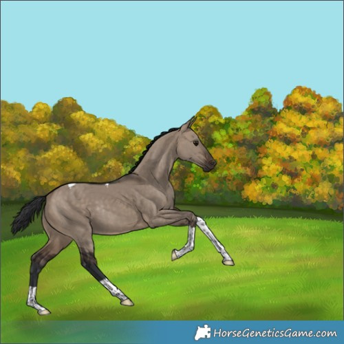 Horse Color:Brown Dun Tobiano Rabicano 