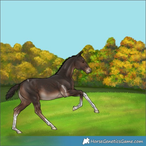 Horse Color:Liver Chestnut Tobiano