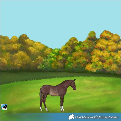 Horse Color:Chocolate Buckskin Mushroom Rabicano 