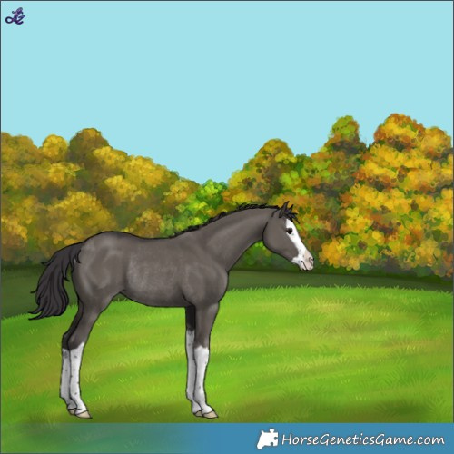 Horse Color:Smoky Grullo Splash Rabicano