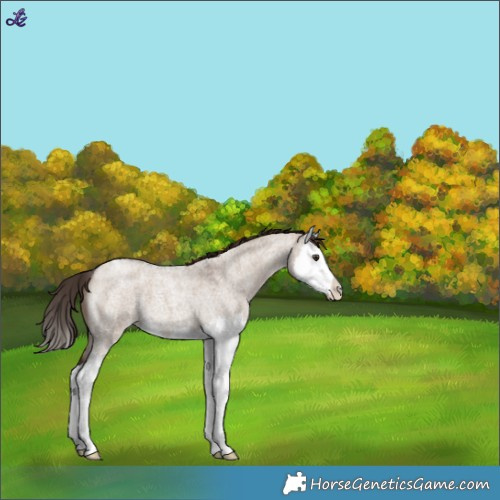 Horse Color:Liver Red Dun Roan Splash Varnish