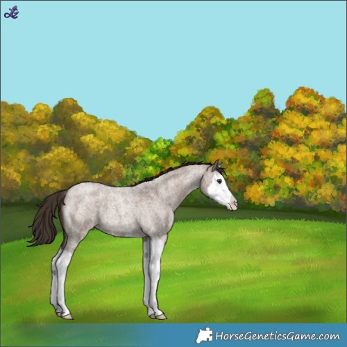 Horse Color:Liver Red Dun Roan Splash