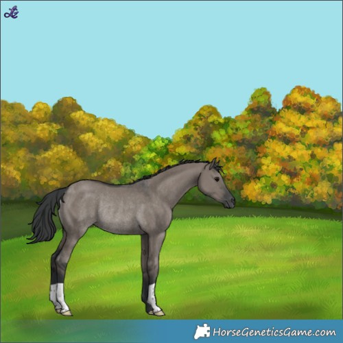 Horse Color:Grullo Rabicano