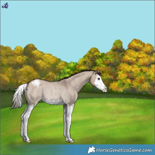 Horse Color:Liver Red Dun Roan Splash Varnish Rabicano
