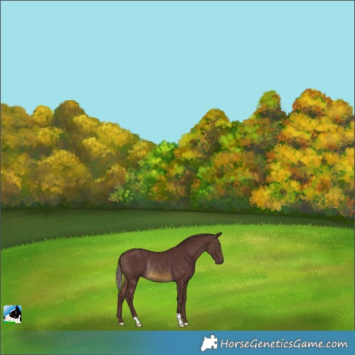 Horse Color:Chocolate Buckskin Mushroom Rabicano 