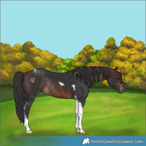 Horse Color:Brown Tobiano Rabicano 