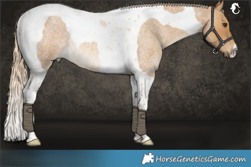 Horse Color:Palomino Roan Tobiano Rabicano