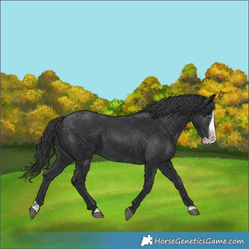 Horse Color:Black Splash 