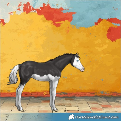 Horse Color:Smoky Black Splash