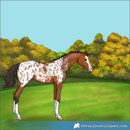 Horse Color:Bay Splash Blanket