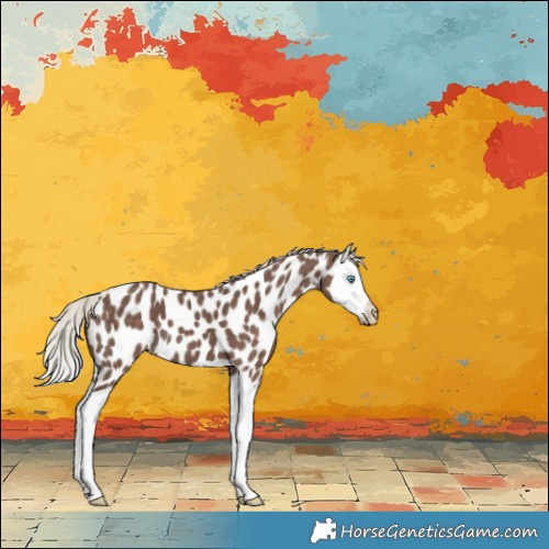 Horse Color:Silver Black Splash Near Leopard 