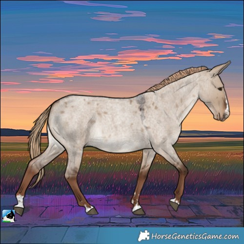 Horse Color:Liver Red Dun Roan Splash