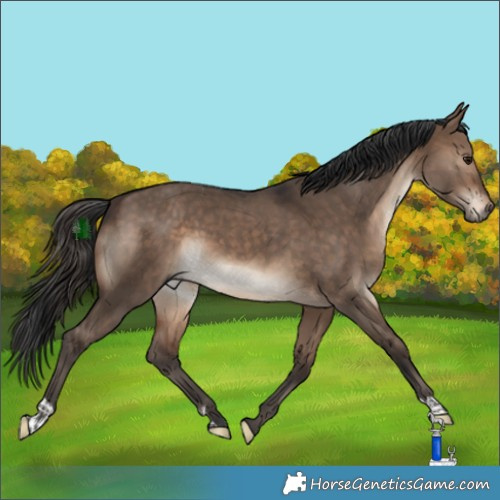 Horse Color:Bay Dun