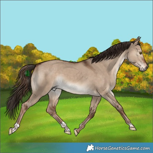 Horse Color:Liver Red Dun 