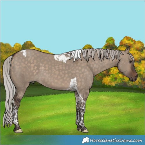 Horse Color:Silver Brown Dun Tobiano 