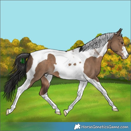 Horse Color:Liver Red Dun Tobiano 