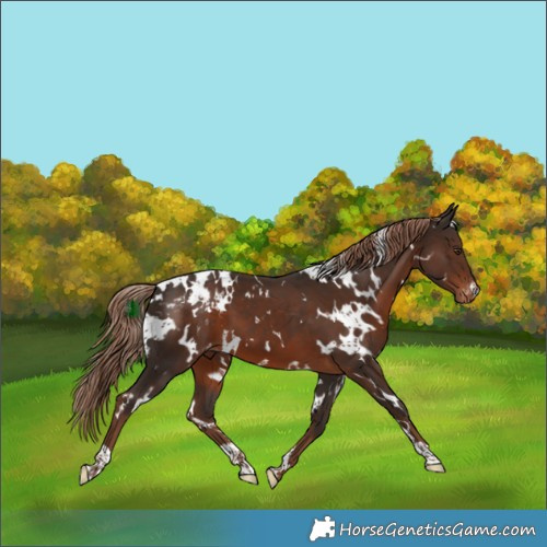 Horse Color:White Spotted Liver Chestnut Blanket 