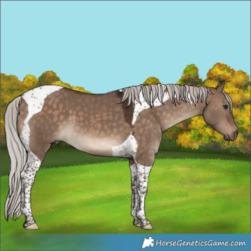 Horse Color:Silver Brown Dun Tobiano 