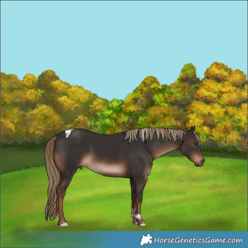 Horse Color:Liver Chestnut Tobiano Rabicano