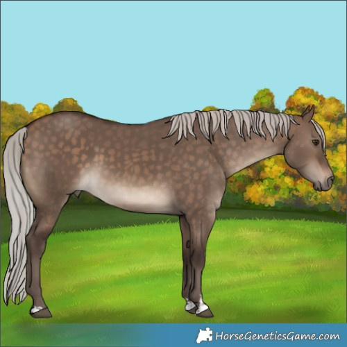 Horse Color:Silver Brown Dun