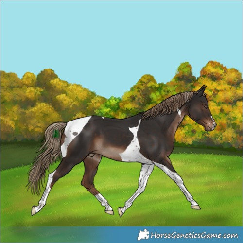 Horse Color:Liver Chestnut Tobiano