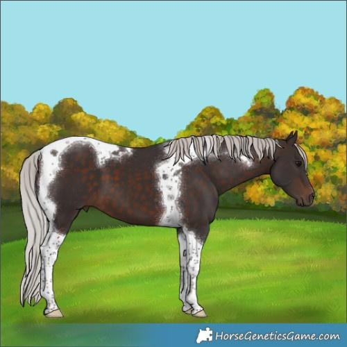 Horse Color:Silver Brown Tobiano 