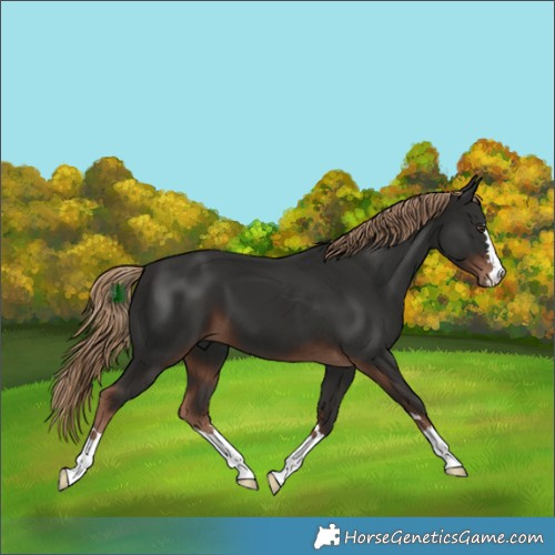 Horse Color:Liver Chestnut