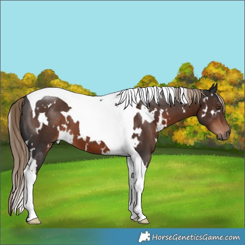 Horse Color:White Spotted Liver Chestnut Tobiano 