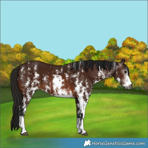 Horse Color:Gray Bay Sabino Rabicano and Gray Bay Sabino Rabicano
