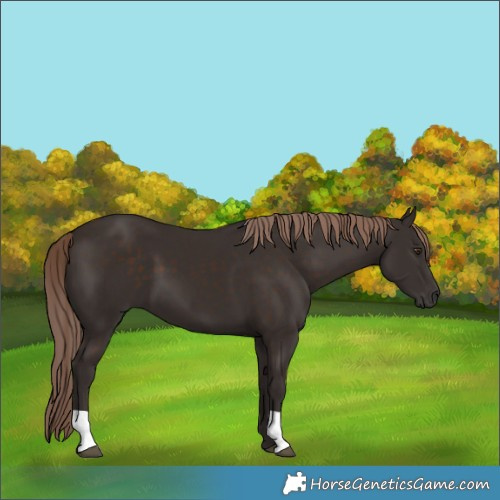 Horse Color:Liver Chestnut 