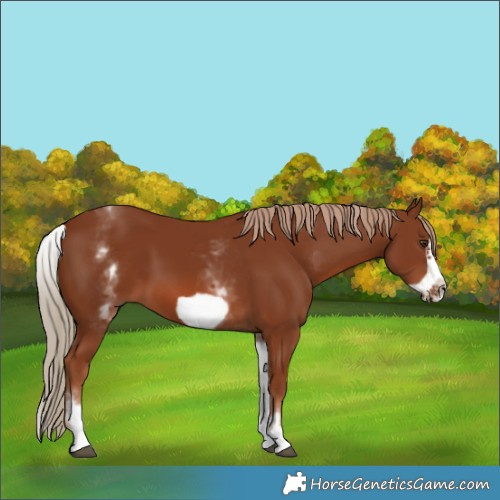 Horse Color:White Spotted Chestnut Frame 