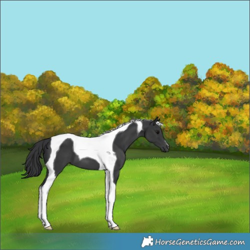 Horse Color:Black Tobiano