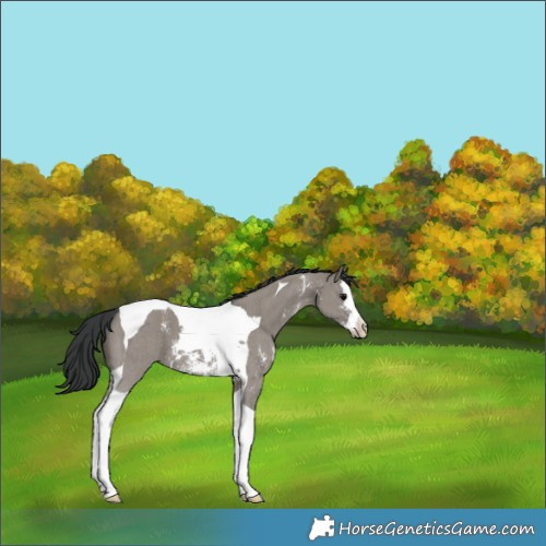 Horse Color:Grullo Sabino Splash Tobiano 