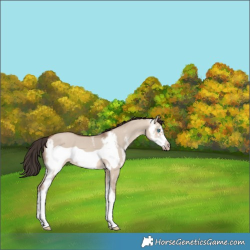 Horse Color:Sable Champagne Dun Sabino Frame 