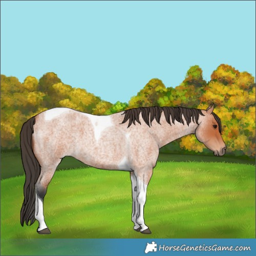 Horse Color:Bay Roan Tobiano 
