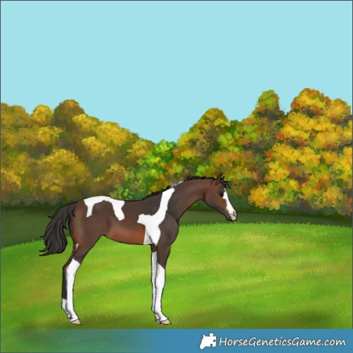 Horse Color:Brown Tobiano