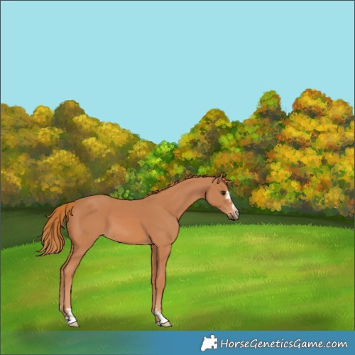 Horse Color:Chestnut Sabino 