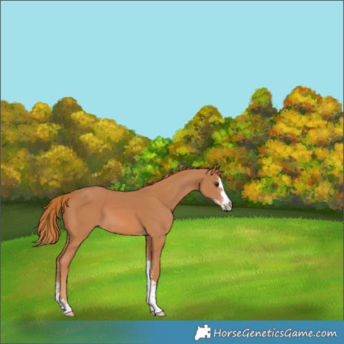 Horse Color:Chestnut Sabino 