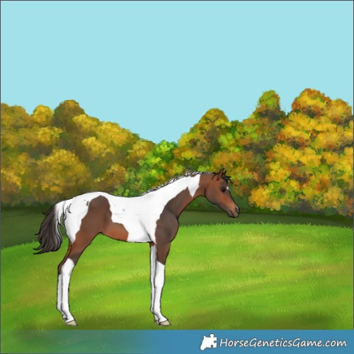 Horse Color:Bay Tobiano