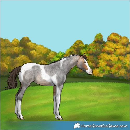 Horse Color:Buckskin Roan Splash Tobiano 