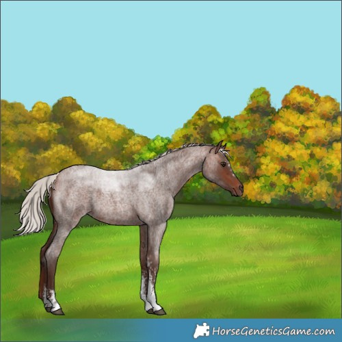 Horse Color:Silver Bay Roan Sabino 