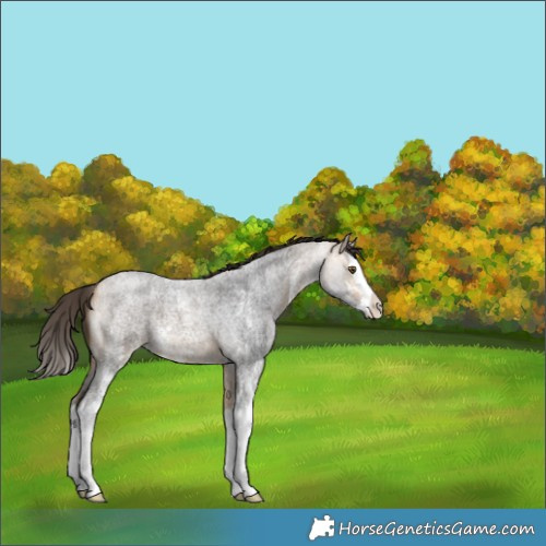 Horse Color:Buckskin Roan Sabino Splash