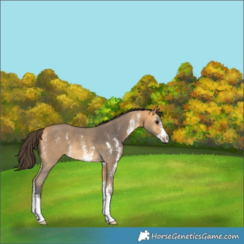 Horse Color:Buckskin Sabino 