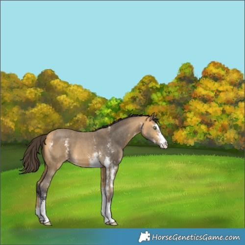 Horse Color:Buckskin Sabino 